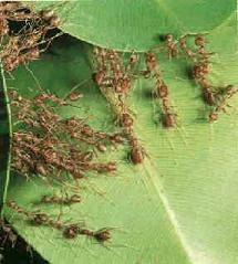 Hormigas en la hoja de una planta
